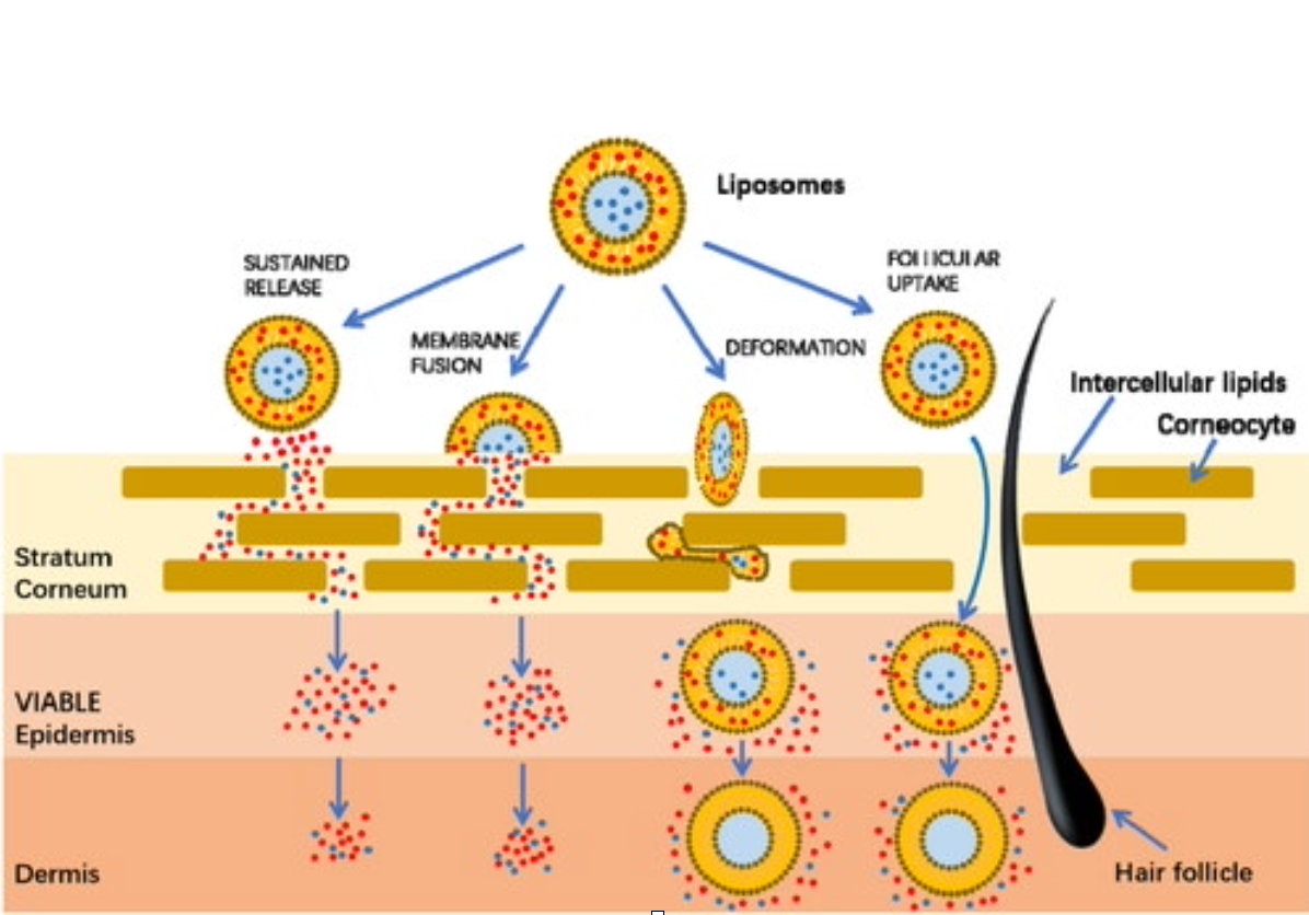 Liposome